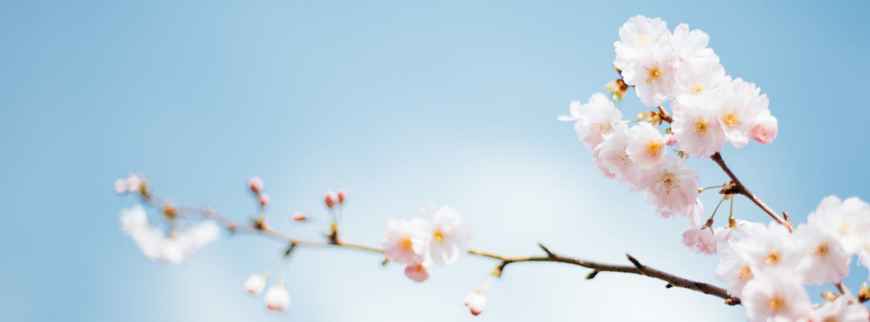中柯慧